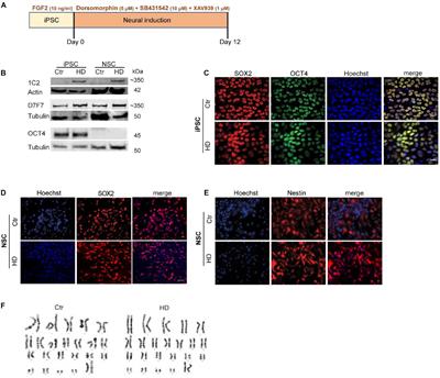 Mitochondrial and Redox Modifications in Huntington Disease Induced Pluripotent Stem Cells Rescued by CRISPR/Cas9 CAGs Targeting